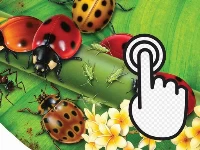 Ladybug clicker